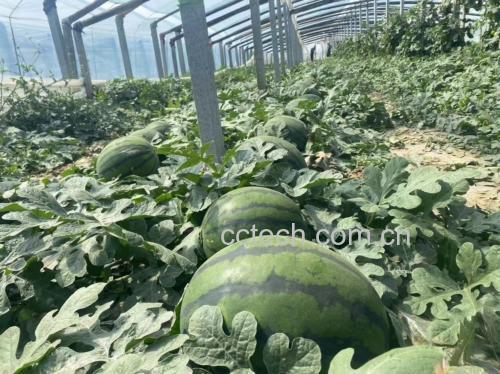 一片茂盛的甜王西瓜种植基地,绿色藤蔓覆盖地面,圆形的大西瓜半掩于叶间,阳光洒落,农民正在田间检查果实成熟度,远处可见灌溉系统管道,展现现代化生态农业场景 甜王西瓜田间生长场景