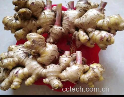 生姜片与茶具组合,展示生姜泡茶的日常养生方式 生姜片与茶具组合
