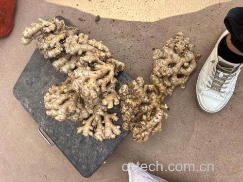 案板上摆放着已处理好的大黄姜片和陈皮碎,旁边放有量杯和冰糖罐 陈皮黄姜煮食材准备图