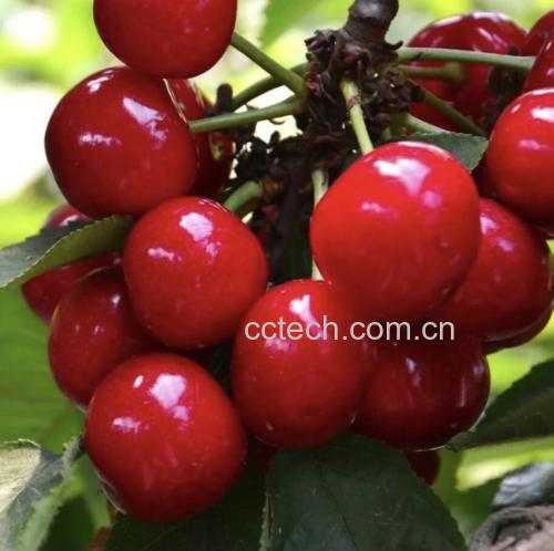 实景纪实摄影:山东烟台福山区高家樱桃合作社标准化采摘场景——严格遵循‘八成熟、带1.5cm果柄、清晨6–10点采收’规程,杜绝机械损伤;地面铺设反光膜增强着色,符合NY/T 5106-2021《无公害食品 樱桃生产技术规程》 山东美早樱桃采摘现场:果农佩戴无纺布手套轻摘带梗果实,筐底铺食品级PE膜,每筐≤5kg;背景可见果园行间生草(白三叶+鸭茅)及悬挂式防鸟网