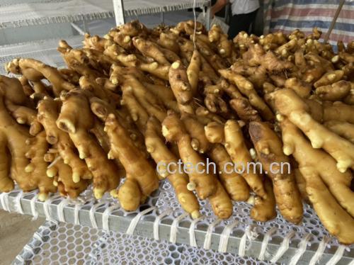 农贸市场一个摊位上整齐摆放着多个大黄姜块茎,旁边配有秤、塑料袋和宣传牌‘有机大黄姜 每斤12元’,背景有其他蔬菜如青菜、萝卜,顾客正在挑选 市场摊位上的大黄姜与其他农产品摆放对比