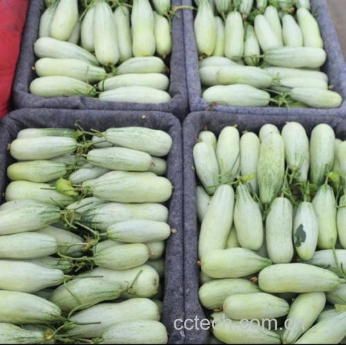 绿宝香瓜切片摆放在果盘中,搭配薄荷叶点缀,清新自然 绿宝香瓜切片摆盘图