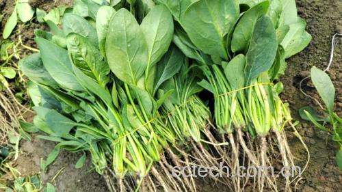 正在锅中焯烫的大叶菠菜,水面泛起小泡,菠菜颜色鲜亮 焯烫菠菜过程