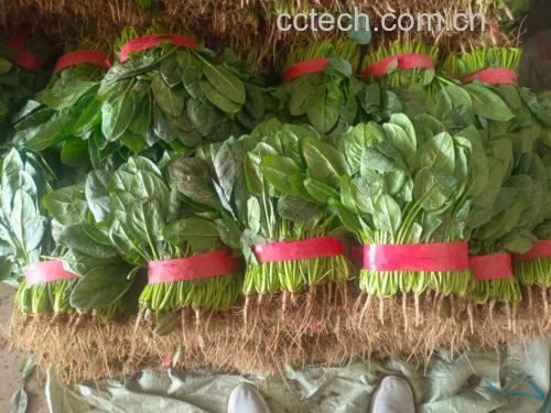 一碗绿色的大叶菠菜菜品,装在白色瓷盘中,色泽鲜亮,香气扑鼻 成品图:家常最简单菠菜摆盘效果