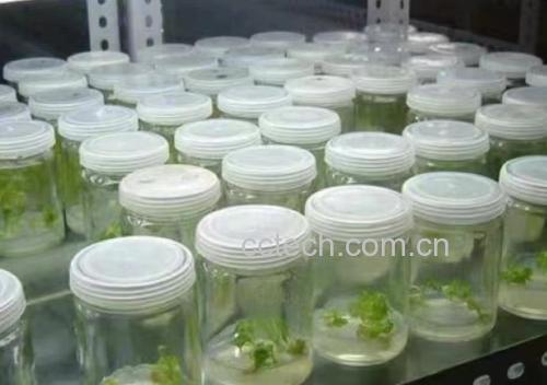 实验室人员正在使用糖度计检测西瓜红蜜薯的甜度,背景为农业科研实验室环境 西瓜红蜜薯甜度检测实验