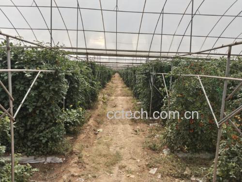 现代化温室大棚中圣女果植株生长情况,体现优质栽培环境 圣女果种植基地实景图