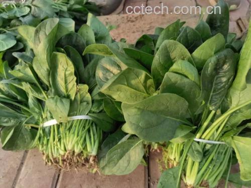 展示几捆新鲜的大叶菠菜,叶子翠绿、茎秆挺直 挑选新鲜大叶菠菜