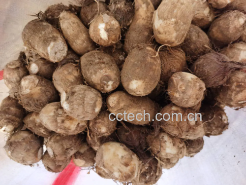 图片说明: 生长在湿润土壤中的毛芋头,叶片宽大,根部肥厚,是优质产地的代表 毛芋头种植地