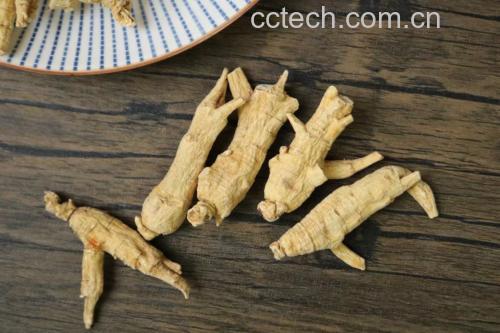 西洋参切片泡在透明玻璃杯中的清水里,背景为木质桌面 西洋参泡水图