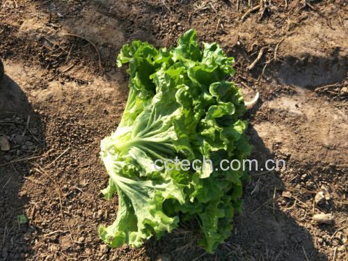 高清俯拍:三棵完整白灼散叶生菜翠绿挺立于白瓷盘,叶面凝结细密水珠,顶部铺满金黄姜丝,浅褐色豉油汁沿叶脉自然流淌,背景虚化突显质感 白灼散叶生菜摆盘特写