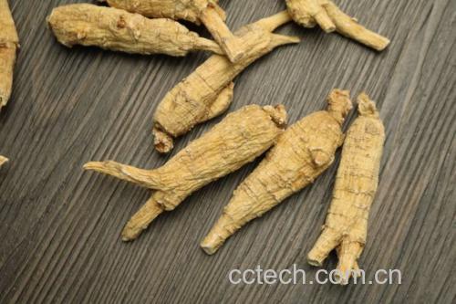 展示新鲜西洋参根部的细节,表面有纹理和须根 西洋参根部特写