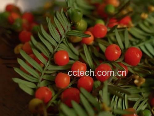 展示绿色和红色螺丝椒在同一植株上的自然过渡过程,果实颜色渐变明显 绿色螺丝椒与红色螺丝椒对比图