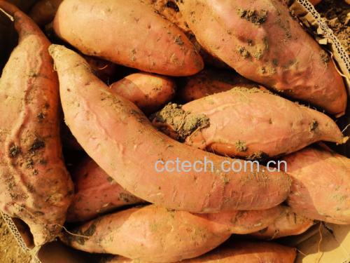 展示几种正确的红薯家庭储存方法,如纸箱堆放、通风环境摆放等 红薯储存方式示意图