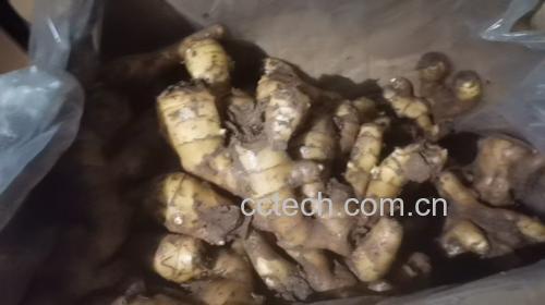 图片说明:新鲜的大黄姜在阳光下展示其金黄色表皮与粗糙质地 新鲜的大黄姜在阳光下的特写照片
