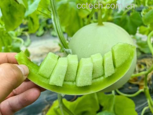 玉菇甜瓜切片摆盘图,展示其晶莹剔透的果肉与清新色泽 玉菇甜瓜切片摆盘图