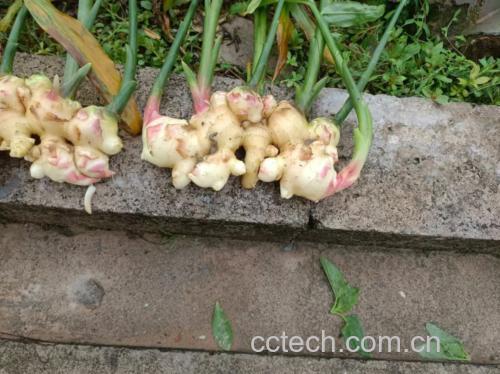 新鲜的大黄姜块茎,表面呈深黄色,质地坚实 大黄姜实物图