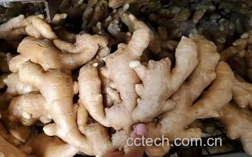 大黄姜与细长型姜黄横截面对比图