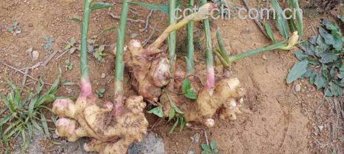大黄姜典型块状根茎实物图