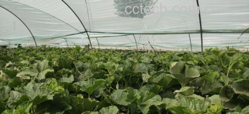 博洋九号瓜田间生长实景：藤蔓健壮、叶片浓绿、果实悬挂于支架网兜中，表皮网纹清晰可见