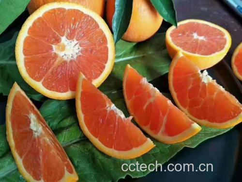 专业食材处理实拍:使用20°刃角不锈钢血橙专用锯齿刀进行水平横切,刀锋切入瞬间无果皮翻卷、无汁液喷射,切面呈现完美同心圆结构,橙瓣边缘锐利无毛边,砧板干燥洁净 专业厨房场景:不锈钢锯齿刀平稳切入血橙横截面,刀刃无挤压变形,切口平整光滑,橙瓣完整分离,砧板上无果汁飞溅或果肉碎屑