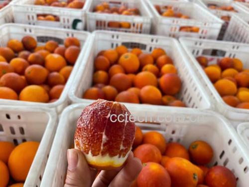 现代厨房台面上摆放着新鲜血橙、榨汁机、玻璃杯中的血橙汁液呈现美丽紫红色,旁边放有一把电子秤,显示屏上数字为‘202g’,体现‘一个血橙多少克’的主题,整体画面温馨明亮,突出健康生活方式 血橙在家庭厨房中的食用场景