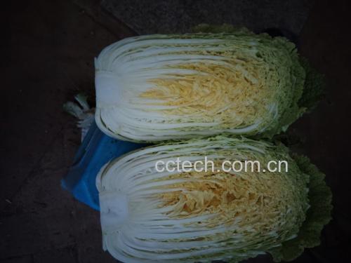 一道色香味俱佳的金边白菜成品图,白菜边缘呈现金黄色焦边,整体色泽鲜亮,装盘美观 金边白菜成品图