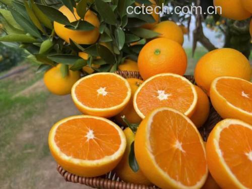 图片说明: 展示秭归脐橙的不同吃法,如直接食用、榨汁、做沙拉、烘焙等 秭归脐橙在厨房中的多种吃法展示图
