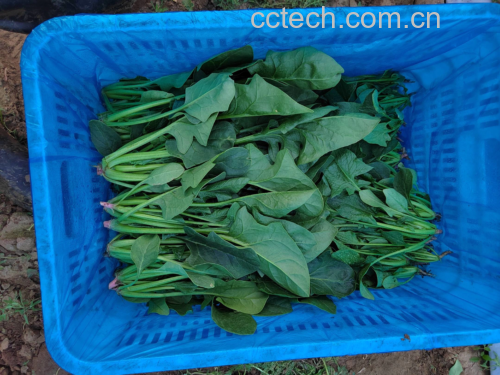 大叶菠菜新鲜采摘场景
