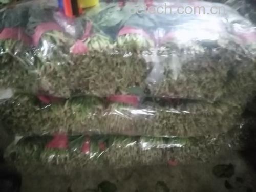 大叶菠菜焯水过程示意图