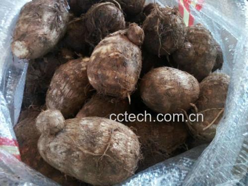 新鲜采摘的毛芋头,表皮呈棕褐色,覆盖细密绒毛,根部带有少量泥土,整体呈椭圆形或卵形,大小约成人拳头尺寸,背景为乡村菜园环境 毛芋头特写