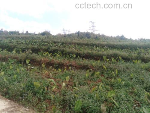 一片湿润的山间梯田,农民正在采收毛芋头,可见植株叶片宽大呈心形,土壤疏松呈黑褐色,几名工人蹲在地上挖掘露出的芋头块茎,远处有雾气缭绕的山林 毛芋头种植场景