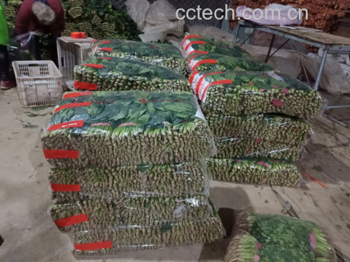 胡萝卜与大叶菠菜分别装入透明保鲜盒中,整齐摆放在冰箱冷藏室的抽屉里,旁边标注着“当日食用”与“可冷冻保存”字样 胡萝卜菠菜储藏示意图