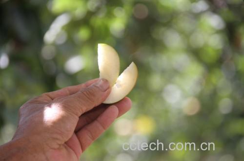 展示新鲜果蒂与干枯果蒂的皇冠梨对比图 皇冠梨果蒂状态对比