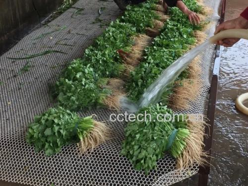 展示新鲜大叶香菜在清水中被仔细清洗的画面 大叶香菜的清洗过程