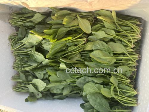新鲜采摘的大叶菠菜,叶片宽大翠绿 大叶菠菜新鲜采摘