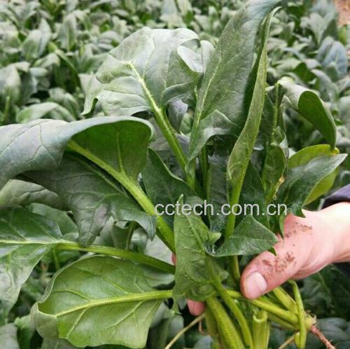 蒜香浓郁、色泽翠绿的蒜蓉大叶菠菜 蒜蓉大叶菠菜成品图