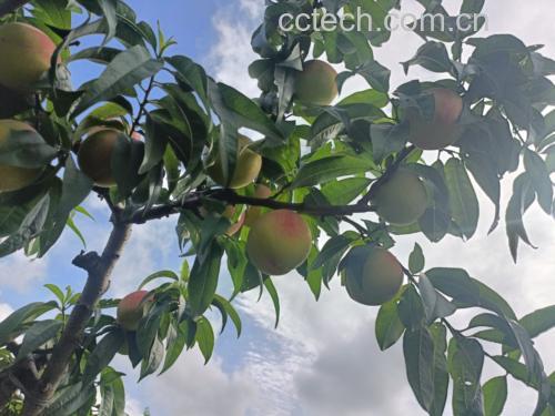 一片阳光下的突围桃果园,果树整齐排列,枝头挂满成熟果实,背景为蓝天白云 果园中的突围桃树