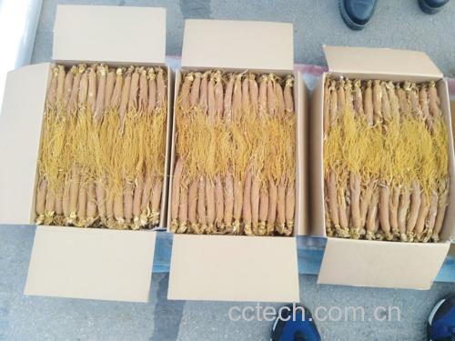 科研实景图:标准化免疫学检测流程,展示红参干预前后T细胞亚群分析,仪器屏幕显示清晰的CD4与CD8荧光标记散点图,体现循证研究严谨性 实验室场景:科研人员正在操作流式细胞仪检测人外周血单个核细胞(PBMC)中CD4+/CD8+ T细胞比例