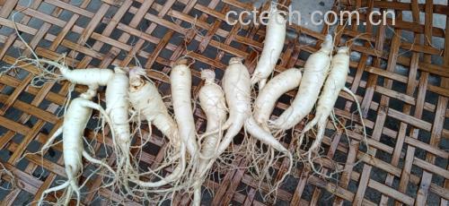展示肉苁蓉片与西洋参片泡水饮用的过程,强调日常养生的便捷方式 肉苁蓉与西洋参泡水图