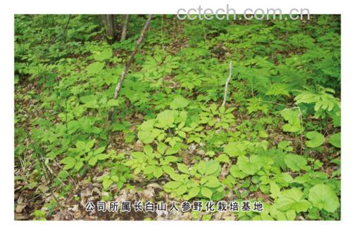 航拍视角下的长白山人参种植基地,林间遮阴网覆盖的参田整齐排列,土壤湿润,周围树木环绕,展现人参喜阴凉湿润的自然生长环境 人参生长环境航拍图