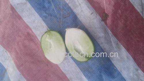 新鲜青萝卜切片特写,展示其水润质地与绿色外皮 青萝卜特写