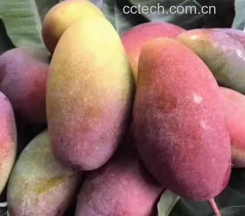 贵妃芒与其他食材搭配的健康料理示意图,包括沙拉、果汁、甜点 贵妃芒美食搭配图