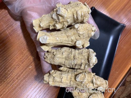 图片说明:左侧为干燥丹参药材,右侧为切片西洋参根部,展示其外观特征与质地差异 丹参与西洋参对比图