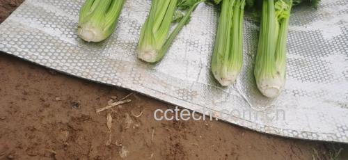 西芹和猪肉摆盘图