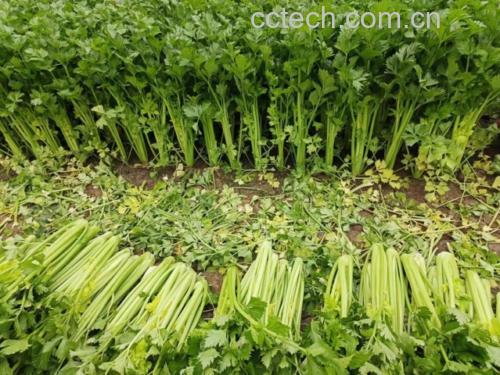 高清微距摄影:左侧为西芹植株,茎秆粗圆、浅绿带蜡质,叶片宽大平展;右侧为新鲜采收山芹,茎细棱状、深绿泛紫红,叶片三裂、边缘锯齿锐利,叶背可见细密绒毛;背景标注比例尺(1 cm)及拉丁学名标签 西芹与山芹植株形态对比图