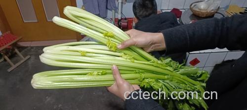 术后饮食调理场景,展示健康餐盘中包含西芹 术后饮食调理