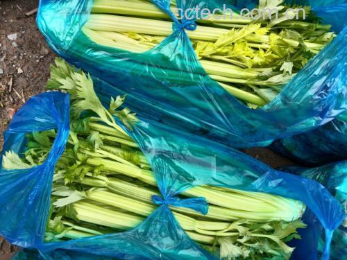 一台现代家用破壁机正在将新鲜西芹茎叶搅拌成果蔬汁 破壁机正在榨西芹汁