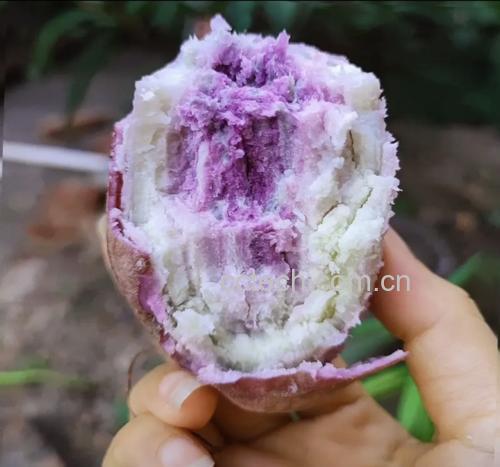 一张高清紫薯切开后的内部特写图,展示其浓郁的紫色果肉 紫薯特写图片