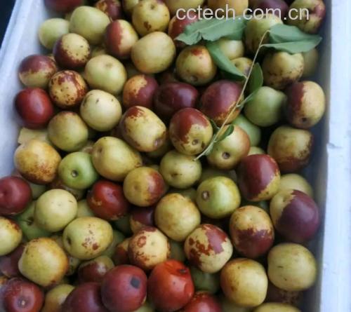 图表展示冬枣的主要营养成分及含量,包括维生素C、糖分、膳食纤维等 冬枣营养成分表