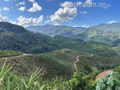 一片阳光充足的沃柑种植园,树上挂满金黄色的成熟沃柑,果实饱满圆润,表皮光滑有光泽,背景为绿色植被和远处山丘,体现生态种植环境 沃柑果园实景图